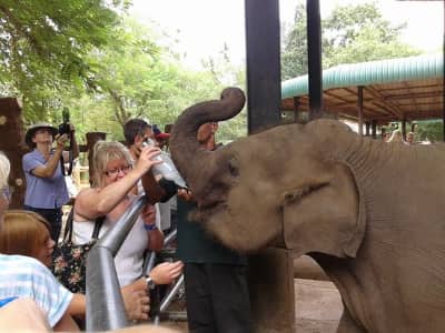 2 Day Ella & Kandy Private Tour with 4 Star Hotels and Private Transportation