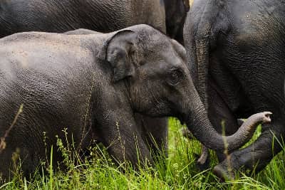6 Day Sri Lanka Private Tour with 4 Star Hotels, Safari & Beach Stay