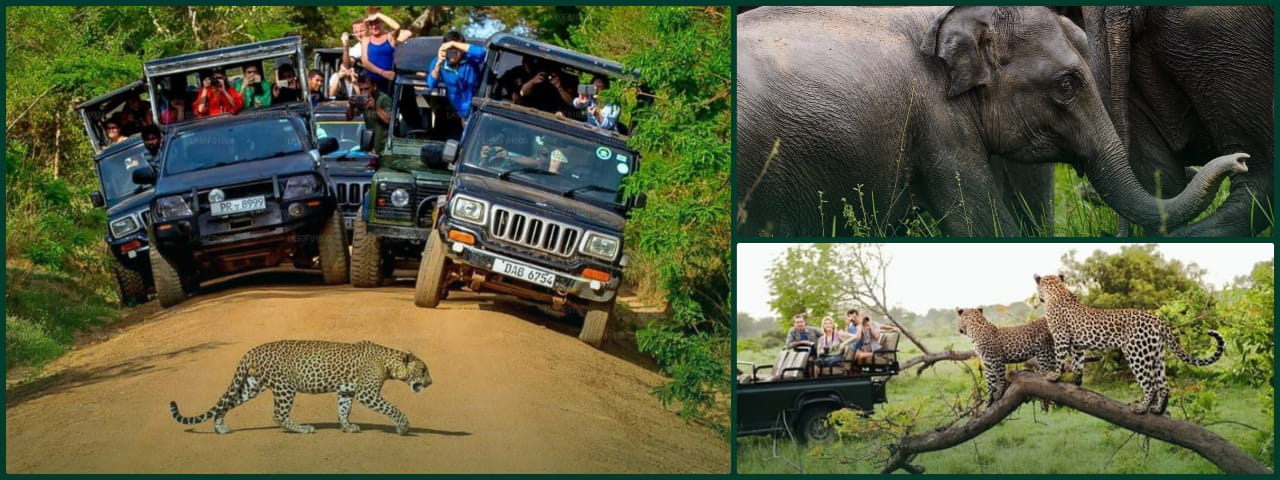 Sri Lanka wildlife safari: leopard sightings, elephants and jeep tours